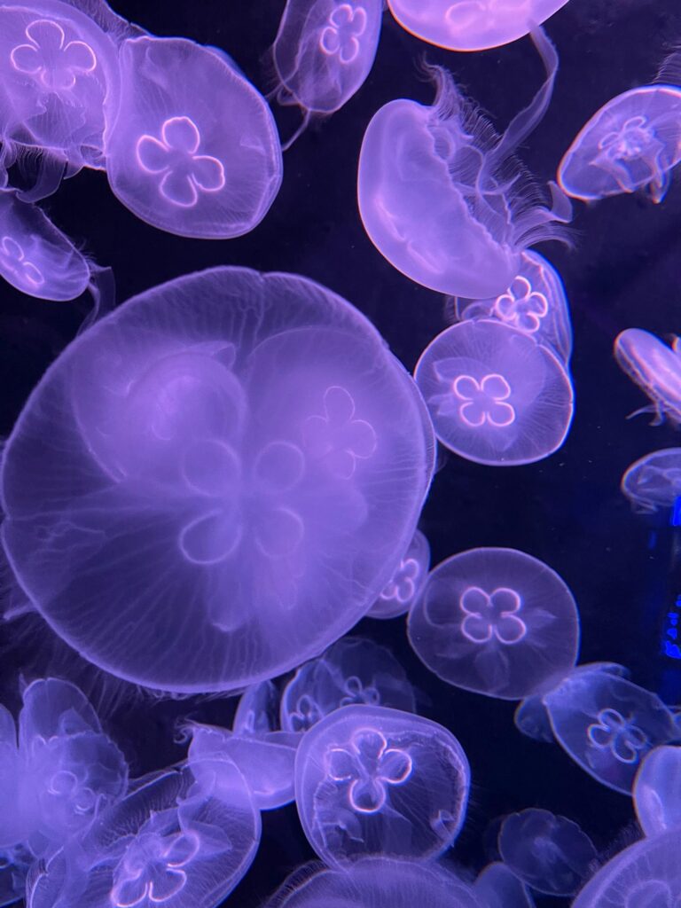 10 group supervision session check-in ideas - image of a group of purple jellyfish